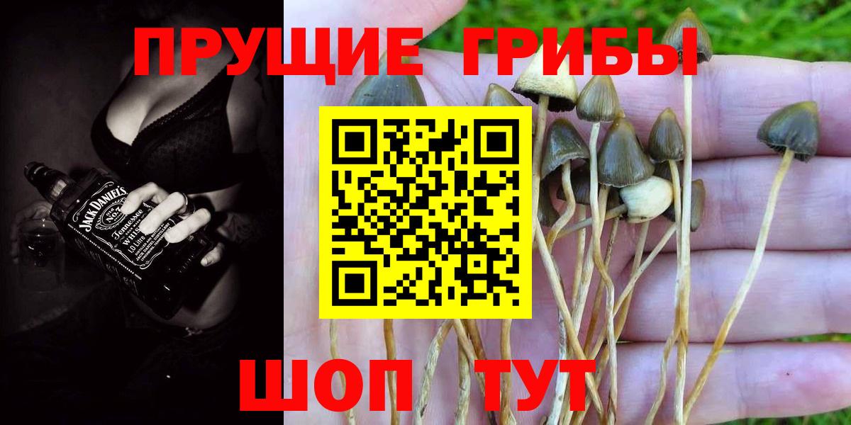Псилоцибиновые грибы Cubensis  Вход с VPN  Псков 